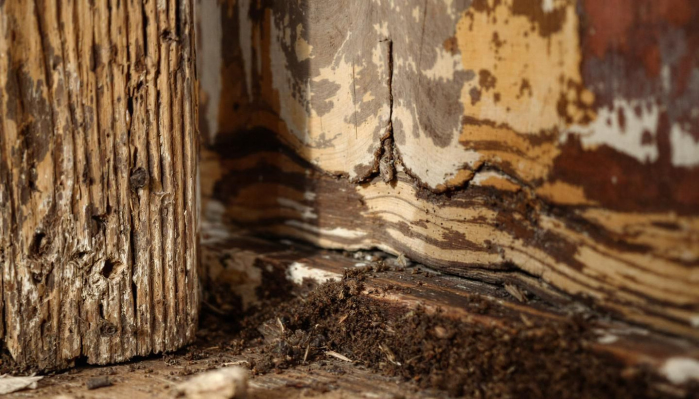 Santé - Comment identifier et réagir face aux premiers signes d'infestation de rongeurs ?